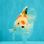 SPECIAL A Grade Red White Oranda Male 6-6.5 inches #051526OR_02