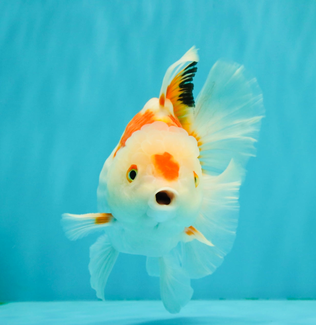 SPECIAL A Grade Red White Oranda Male 6-6.5 inches #051526OR_02