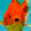 Red Cherry Oranda Female 5 inches #061926OR_14