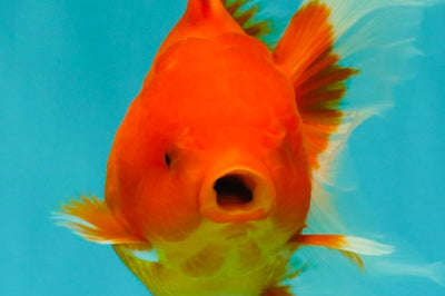 Red Cherry Oranda Female 5 inches #061926OR_14