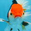 A Grade Tricolor Oranda Male 5-5.5 inches #082225OR_19