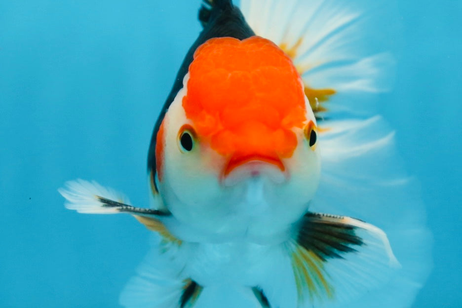 A Grade Tricolor Oranda Male 5-5.5 inches #082225OR_19