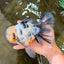 A Grade White Tiger Oranda Male 7 inches #082126OR_15