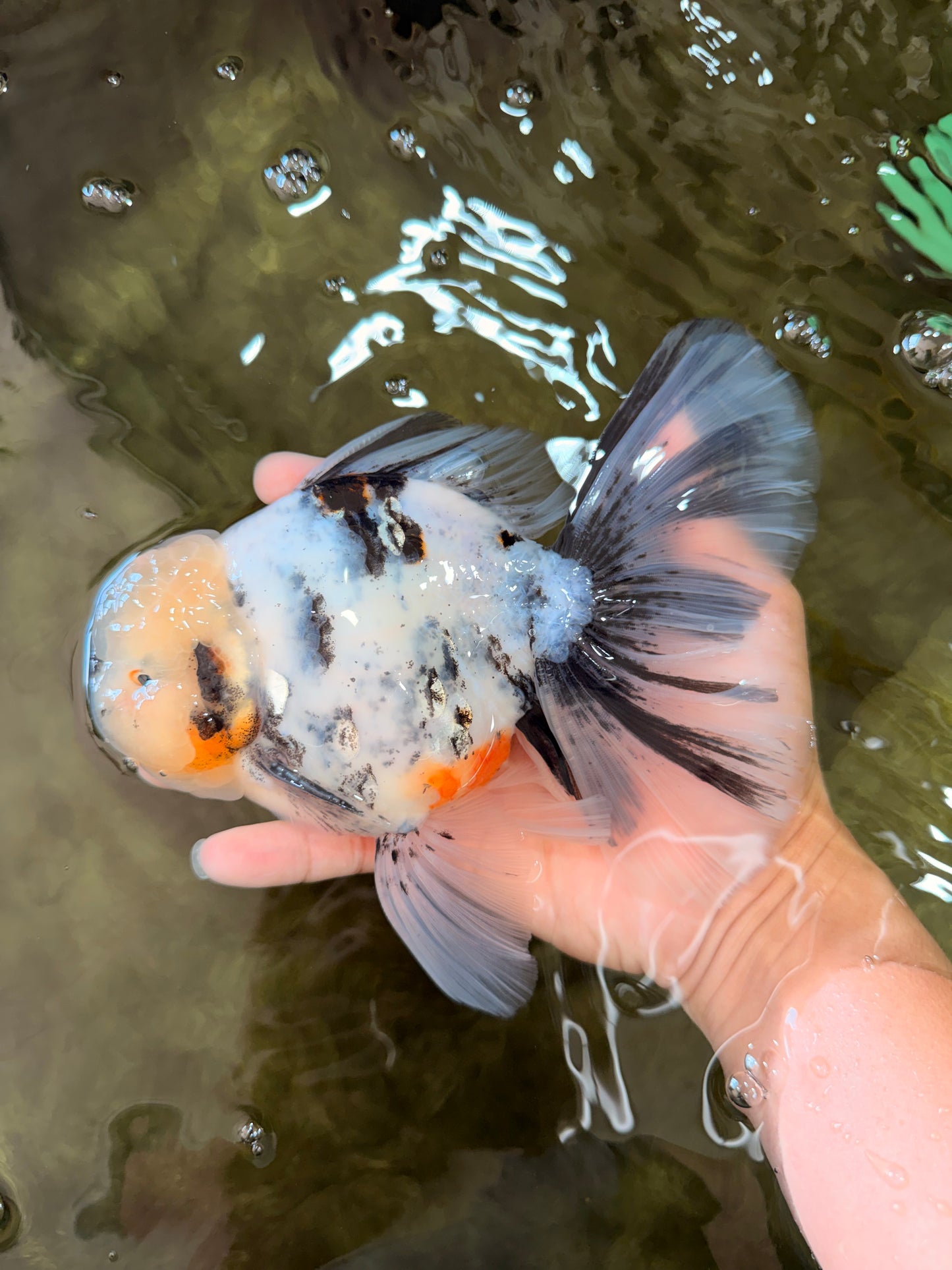 A Grade White Tiger Oranda Male 7 inches #082126OR_15