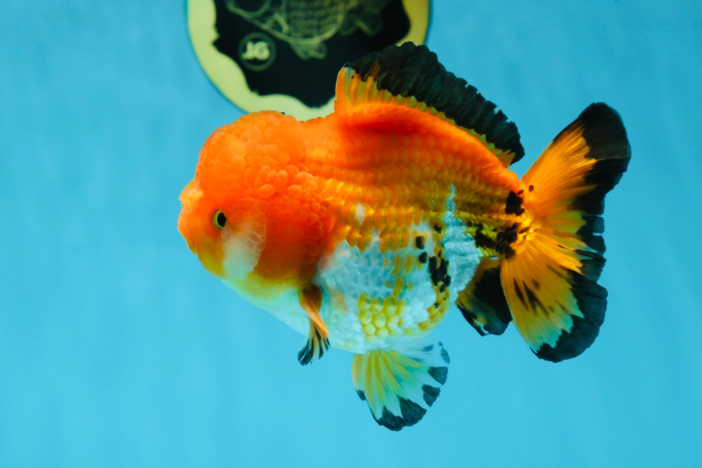 Pompom Tricolor Yuanbao Male 4.5 inches #060625YB_07