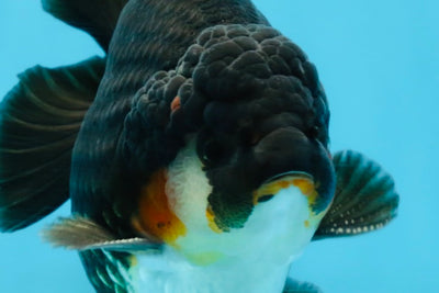 AAA Grade Tricolor Yuanbao Male 5 inches #101025YB_29