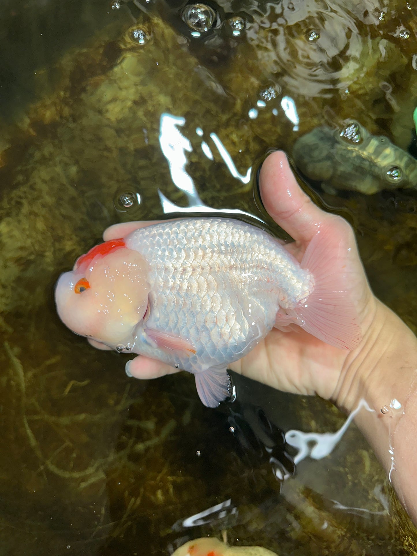 A Grade BEAUTY Red White Tancho LionQueen 6 inches #091925LC_26