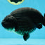 SHOW GRADE Black King Kong Strong Body Structure Ranchu Male 5.5 inches #060625RC_01