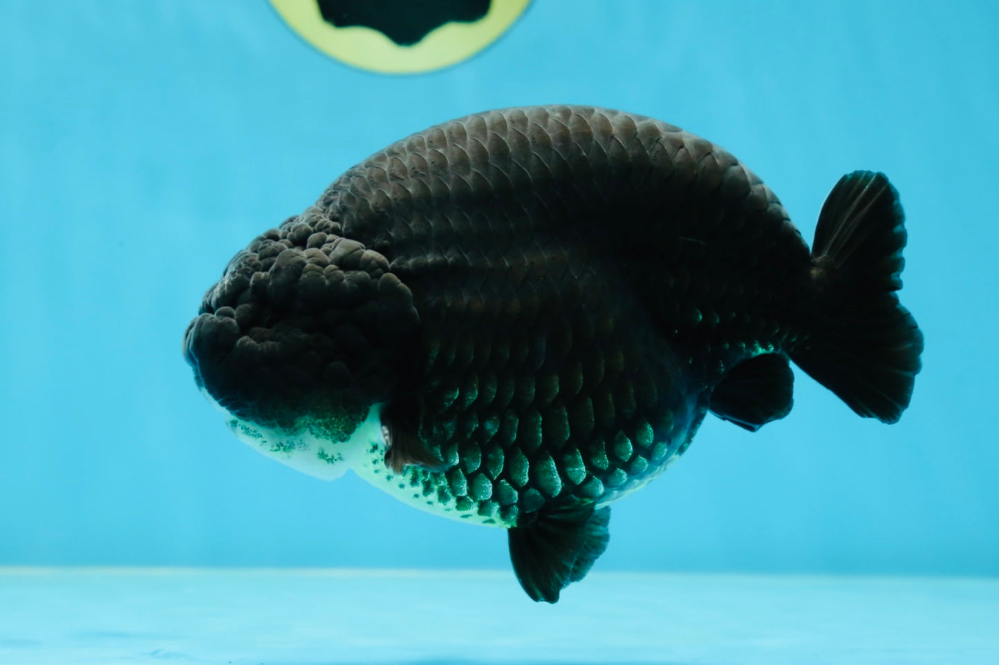 SHOW GRADE Black King Kong Strong Body Structure Ranchu Male 5.5 inches #060625RC_01