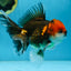 A Grade FANCY Tricolor Oranda Male 5.5 inches #082925OR_05