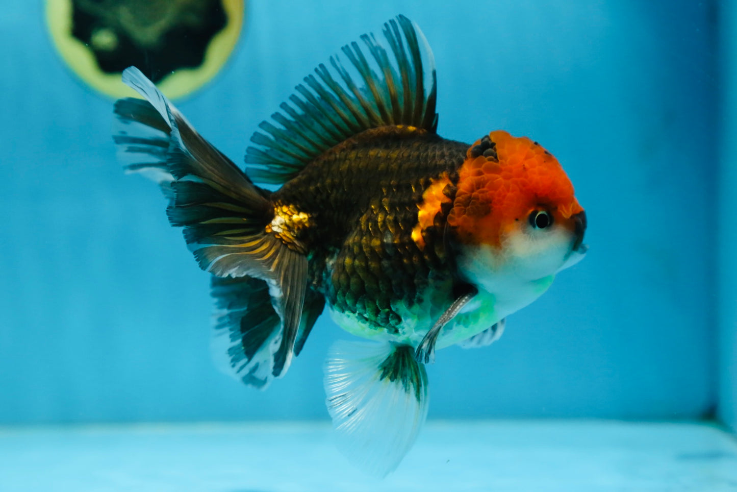 A Grade FANCY Tricolor Oranda Male 5.5 inches #082925OR_05