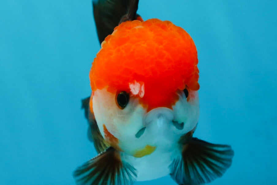 A Grade Pompom Tricolor Yuanbao Male 4.5 inches #052325YB_29