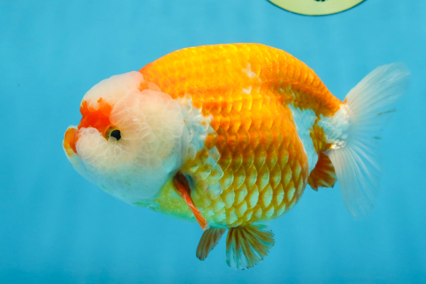 A Grade CHUBBY Red White LionKing 5.5-6 inches #091925LC_23