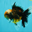 CHUBBY AAA Grade Tiger Oranda Male 5.5 inches #050126OR_08