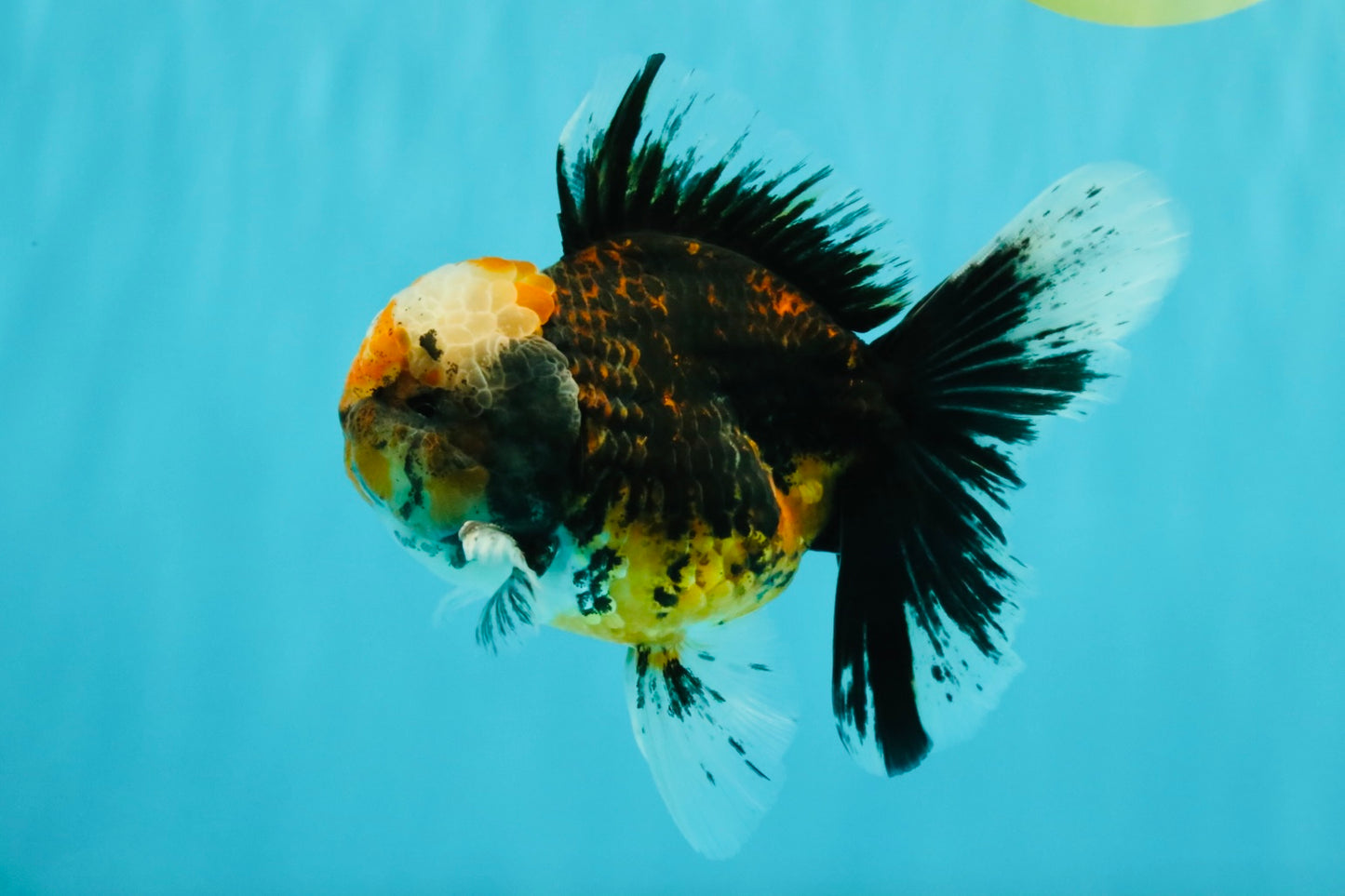 CHUBBY AAA Grade Tiger Oranda Male 5.5 inches #050126OR_08