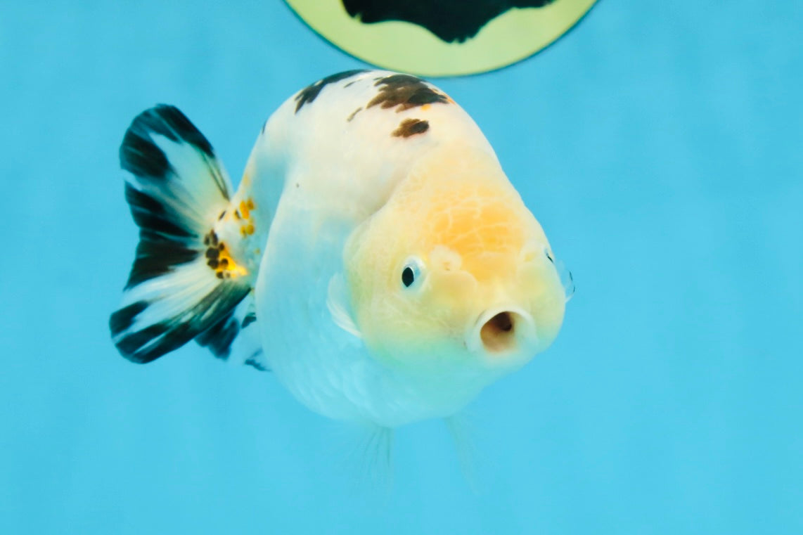 UNIQUE A Grade Chinese Cow Ranchu Female 4.5 inches #102425RC_05