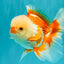 A Grade Red White Oranda Male 5.5 inches #071726OR_30