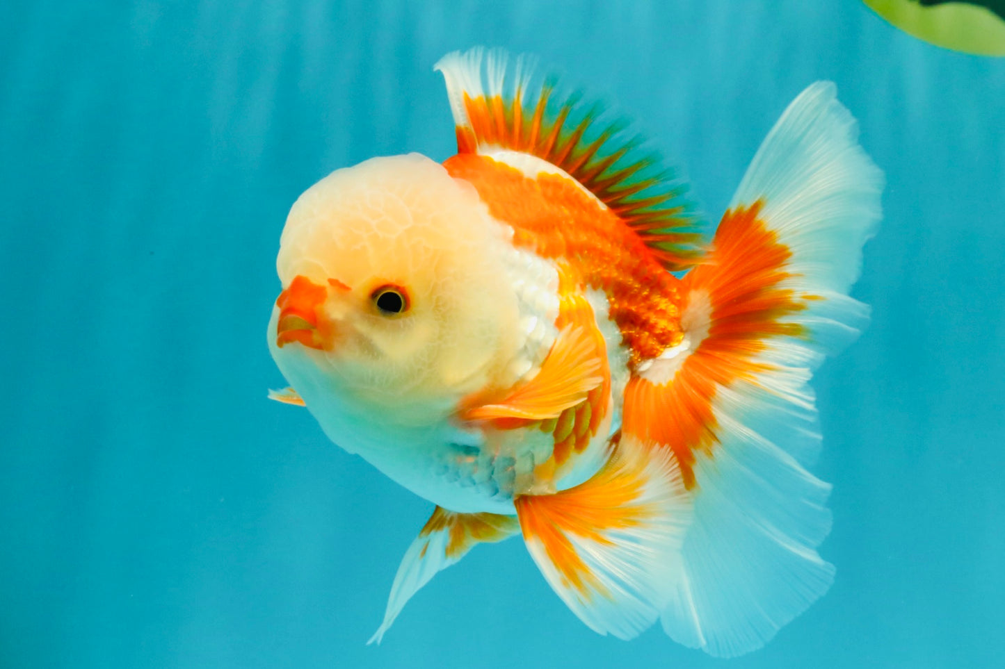 A Grade Red White Oranda Male 5.5 inches #071726OR_30