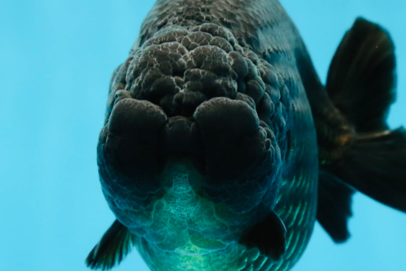 AAA Grade RARE Strong Body Structure Godzilla Black LionQueen 5 inches #051625LC_07