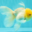 A Grade White Oranda Male 5.5 inches #101626OR_09