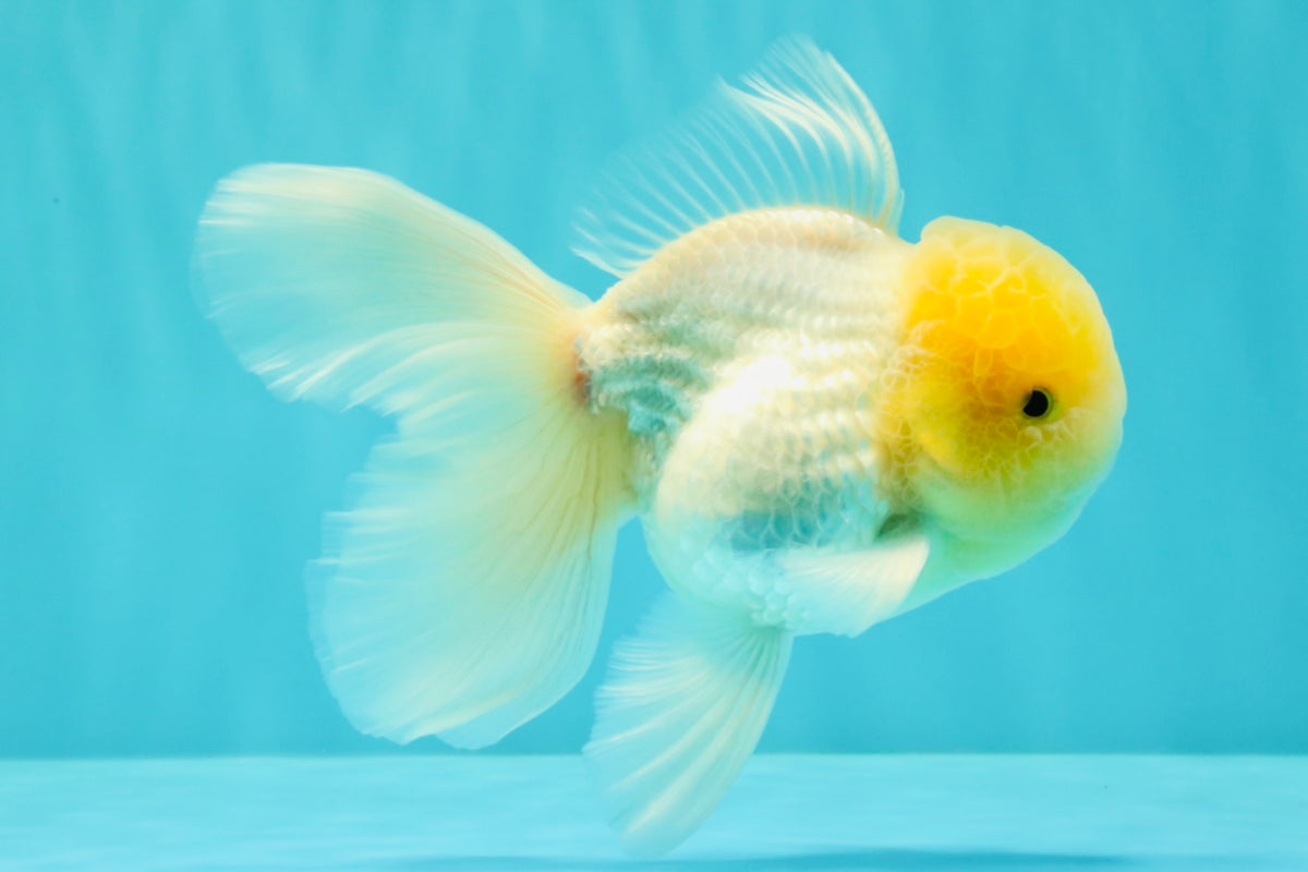 A Grade White Oranda Male 5.5 inches #101626OR_09