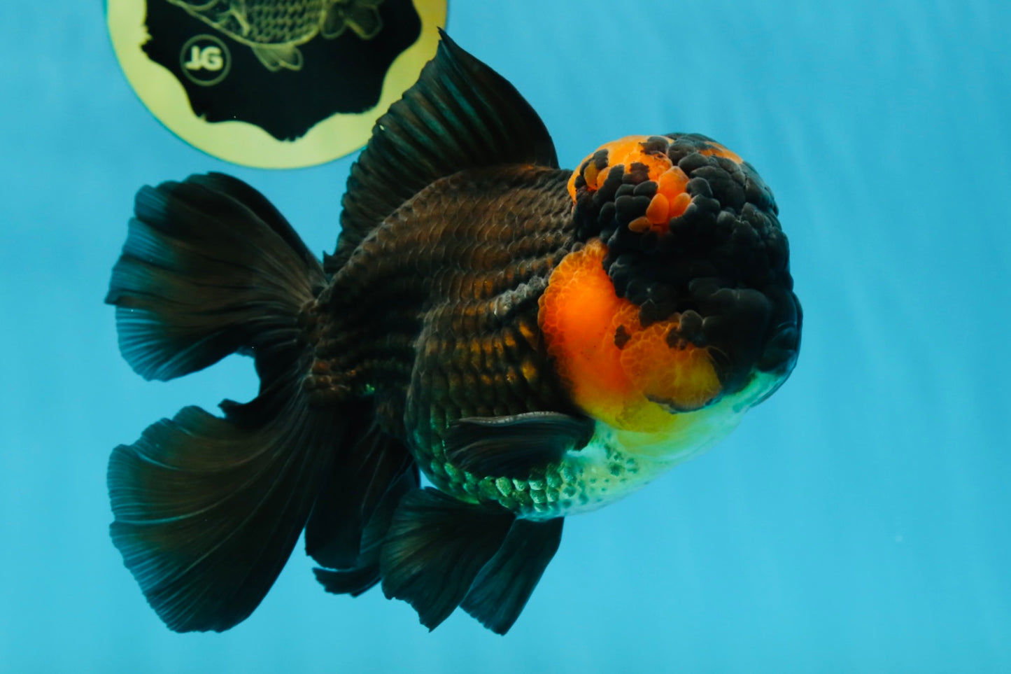 A Grade Lava BULL DOG Oranda Male 6 inches #011025OR_10