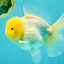 A  Grade White Oranda Male 6-6.5 inches #071026OR_27