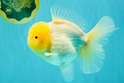 A  Grade White Oranda Male 6-6.5 inches #071026OR_27