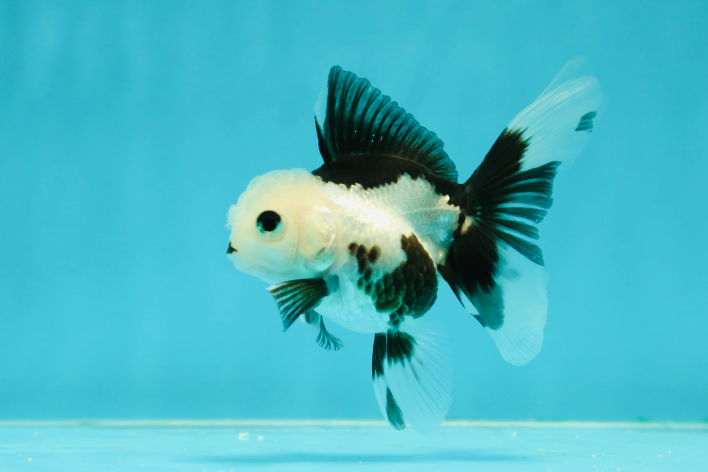 Solid White Black Panda Oranda Female 3-3.5 inches #1011OR_30