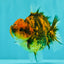 A Grade Tiger Yuanbao Male 4.5 inches #101626YB_34