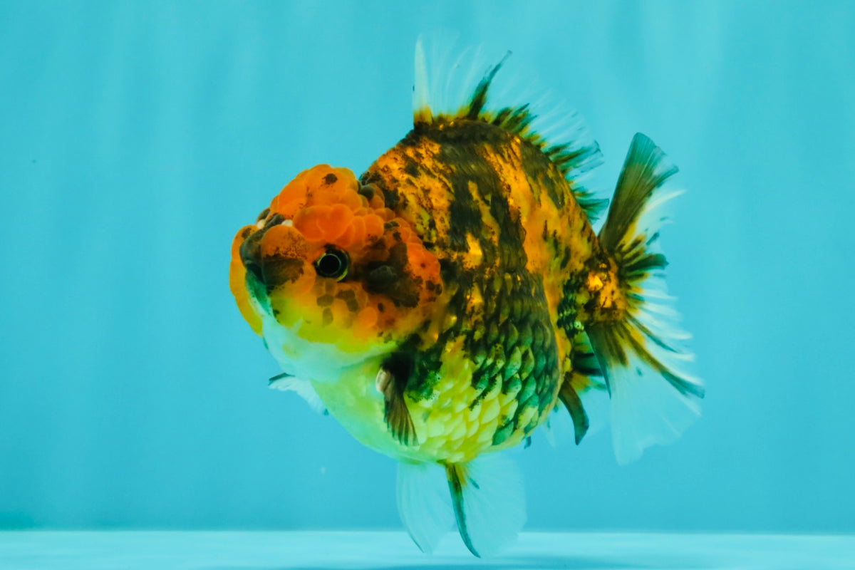 A Grade Tiger Yuanbao Male 4.5 inches #101626YB_34