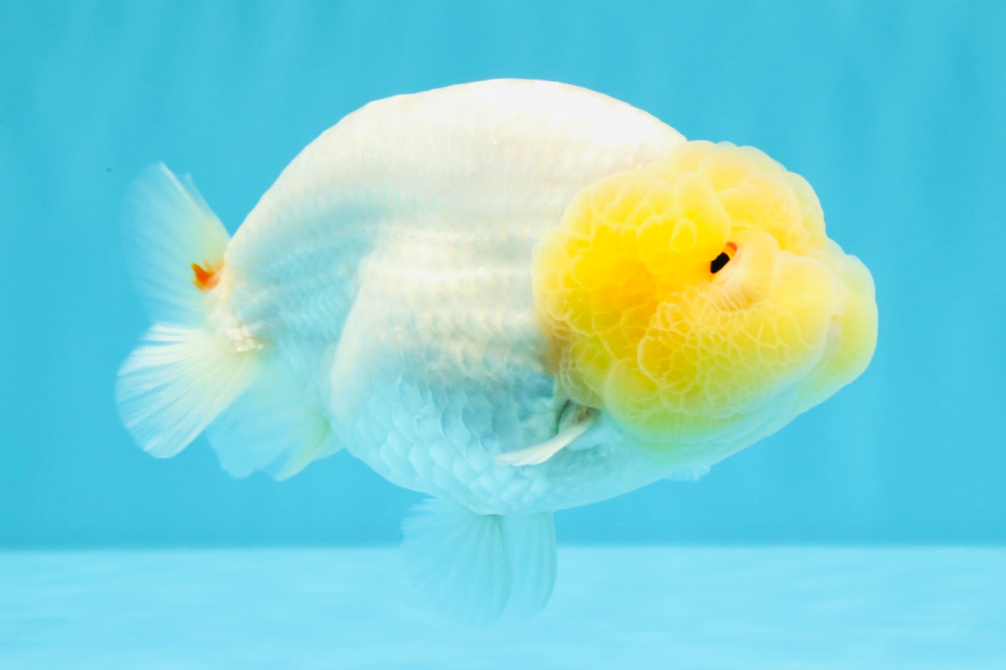 ADORABLE A Grade White LionQueen 4.5-5 inches #022026LC_13