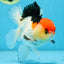 A Grade Tricolor Oranda Male 5 inches #080825OR_01