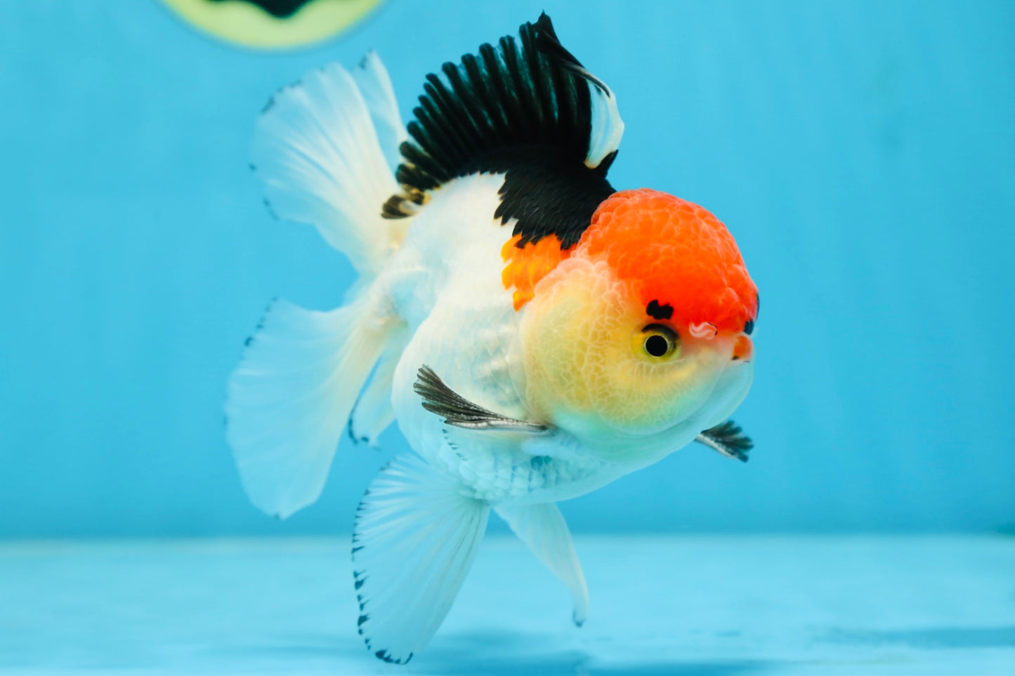 A Grade Tricolor Oranda Male 5 inches #080825OR_01