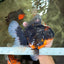 AAA Grade Super Red Head Kirin Oranda Male 7-7.5 inches #062626OR_01