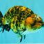 A Grade Strong Body Structure Tiger Ranchu Female 5 inches #061926RC_10