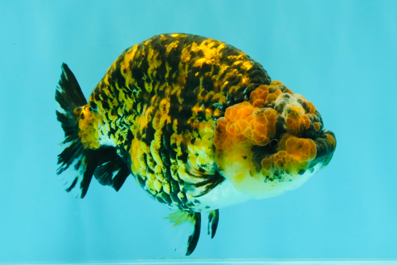 A Grade Strong Body Structure Tiger Ranchu Female 5 inches #061926RC_10