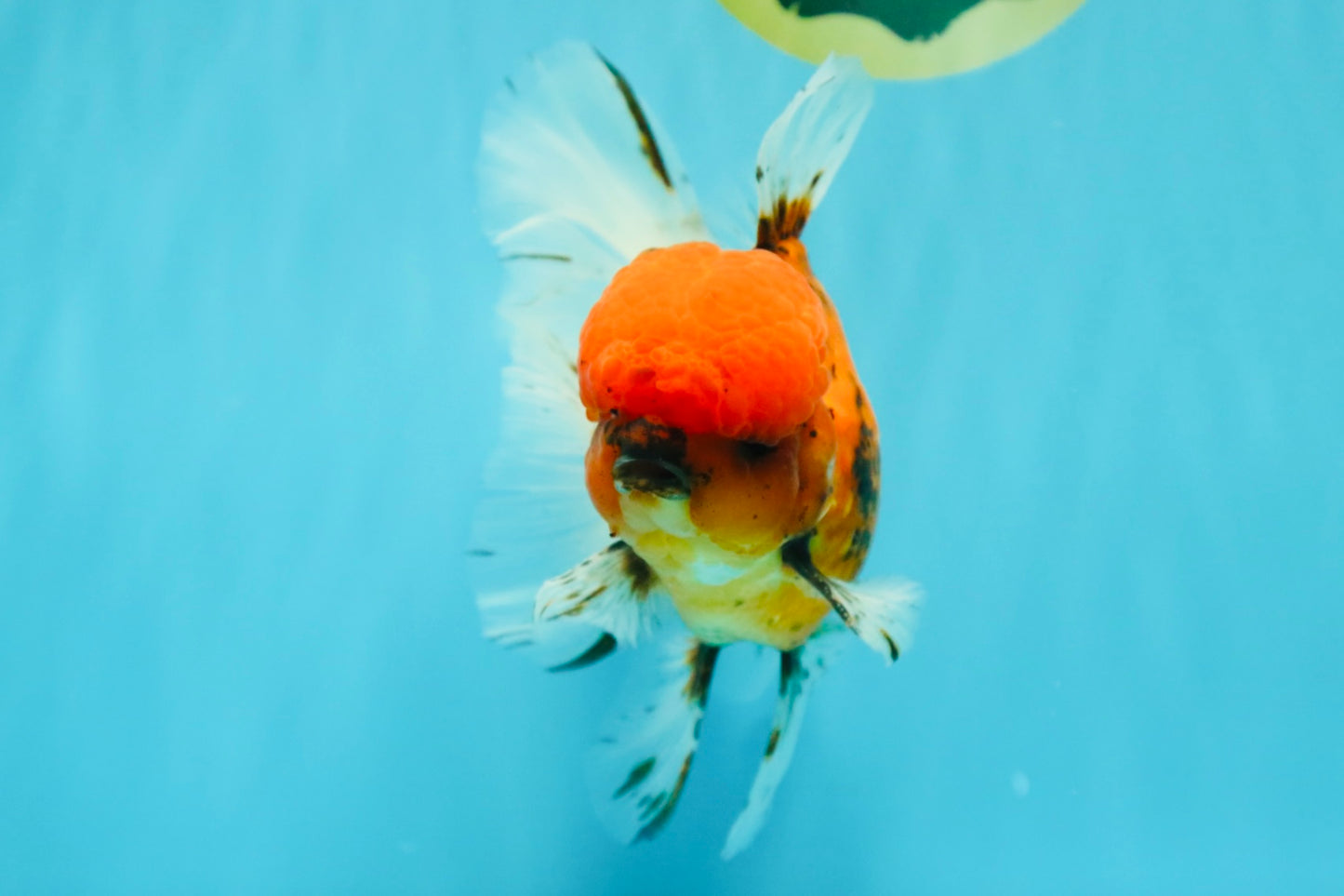 AAA Grade Sakura Long Tail Oranda Male 6.5 inches #030626OR_07