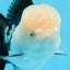 AAA Grade Panda Oranda Male 5.5 inches #0906OR_31