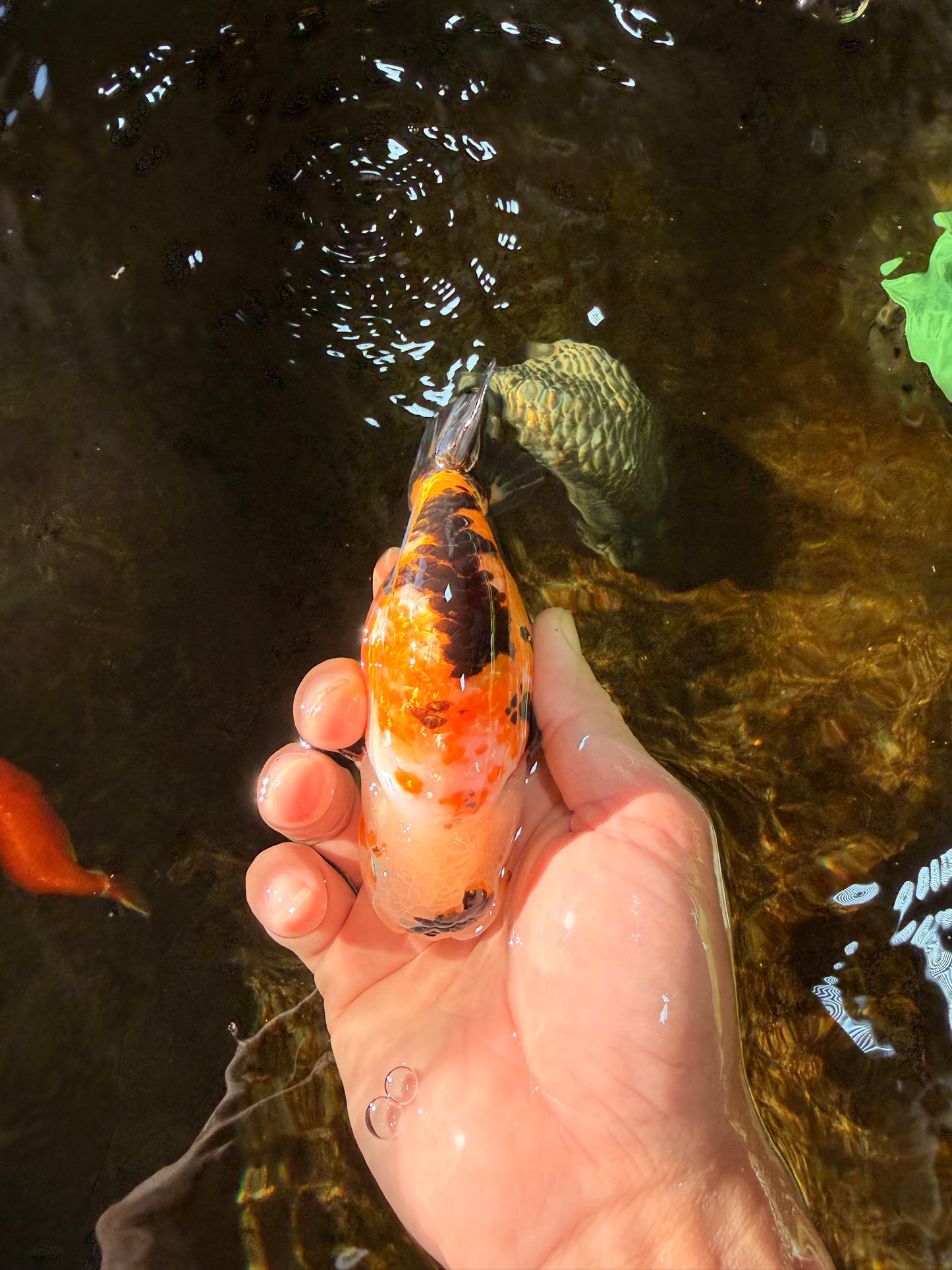 CHUBBY A Grade Chinese Tricolor Ranchu Male 4.5 inches #102425RC_02