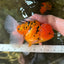 Jumbo A Grade Tiger Oranda Butterly Tail Female 7.5 inches #050225OR_12