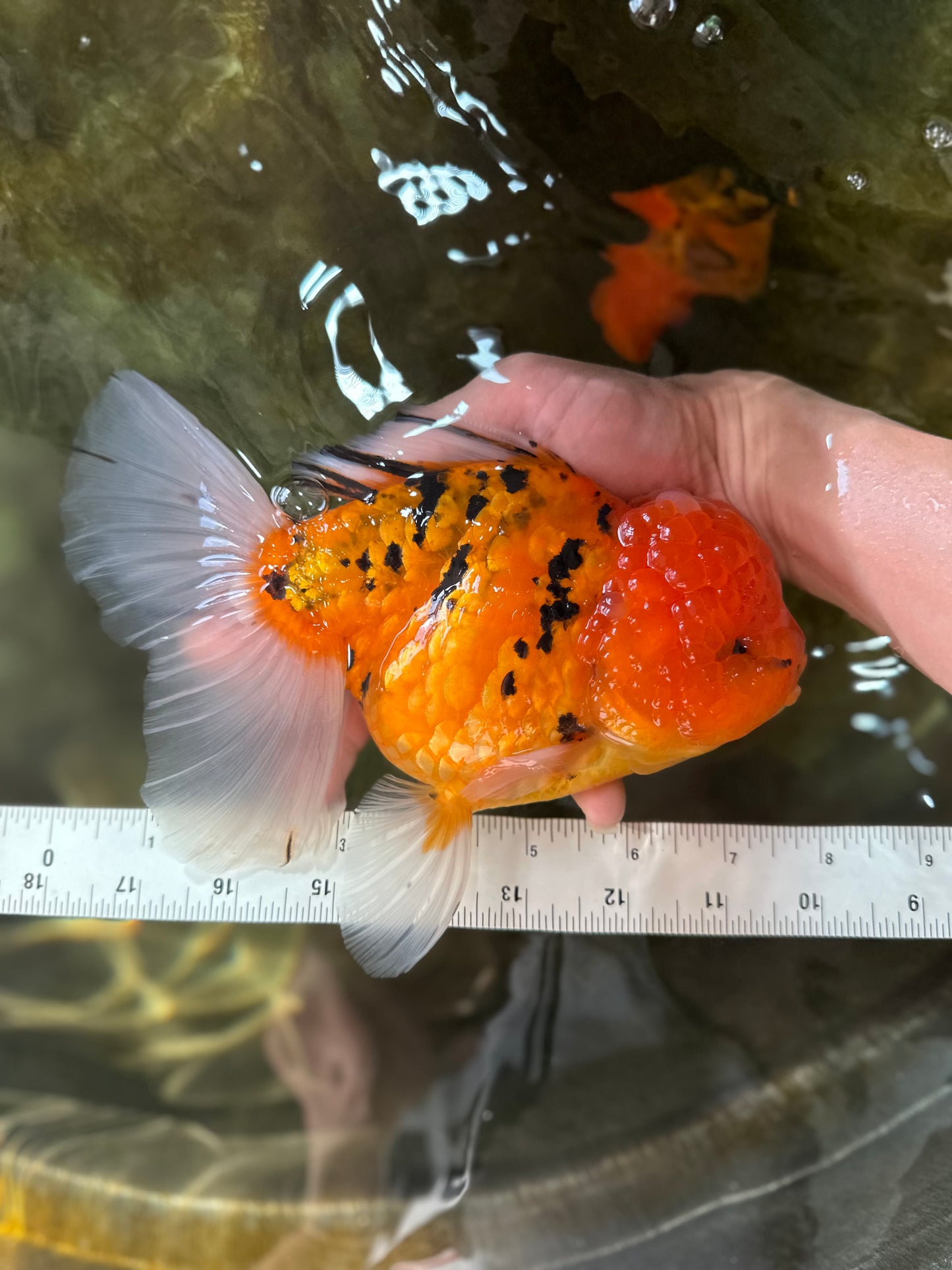 Jumbo A Grade Tiger Oranda Butterly Tail Female 7.5 inches #050225OR_12