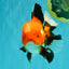 A Grade Apache Oranda Male 6 inches #080726OR_05