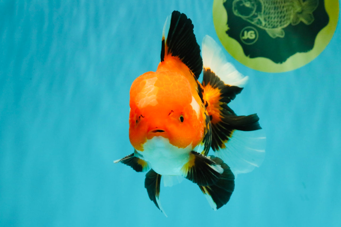 A Grade Apache Oranda Male 6 inches #080726OR_05
