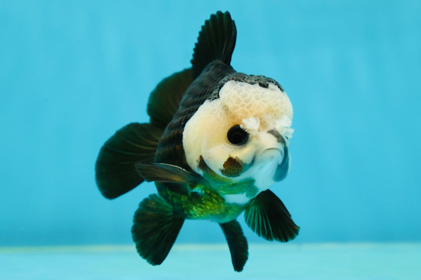 AAA Grade Pompom Panda Button Eyes Yuanbao Male 4 inches #050925YB_25