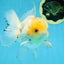 A Grade Cloudy White Oranda Male 5-5.5 inches #071125OR_12