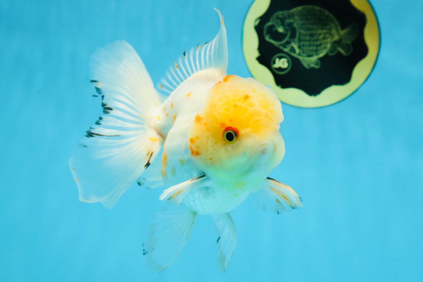 A Grade Cloudy White Oranda Male 5-5.5 inches #071125OR_12