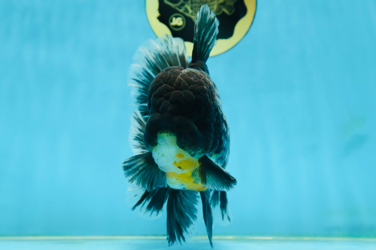 AAA Grade MIDNIGHT Kirin Oranda Male 5.5-6 inches #082925OR_15