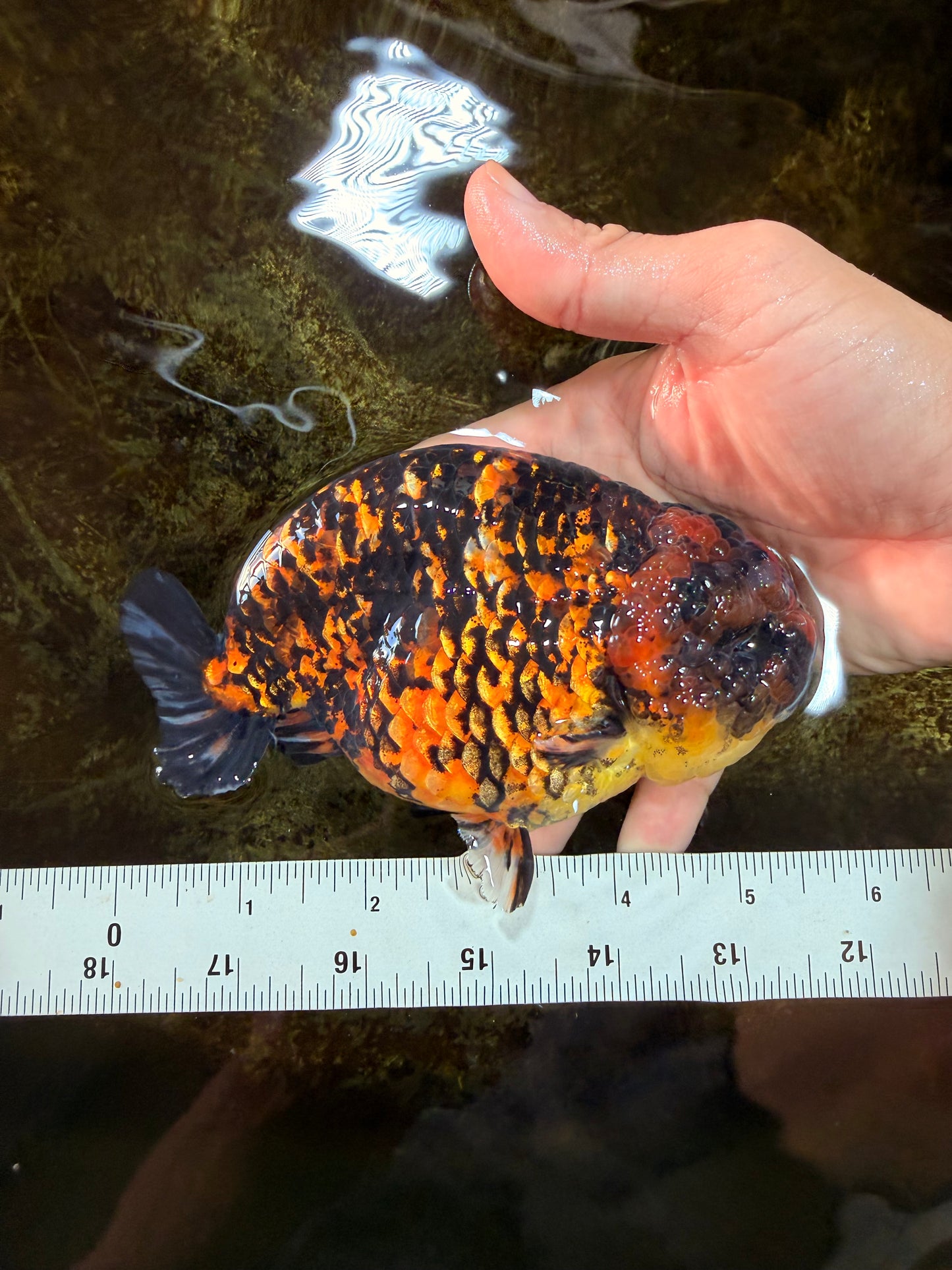 A Grade Tiger Strong Body Structure LionKing 5.5 inches #101725LC_22