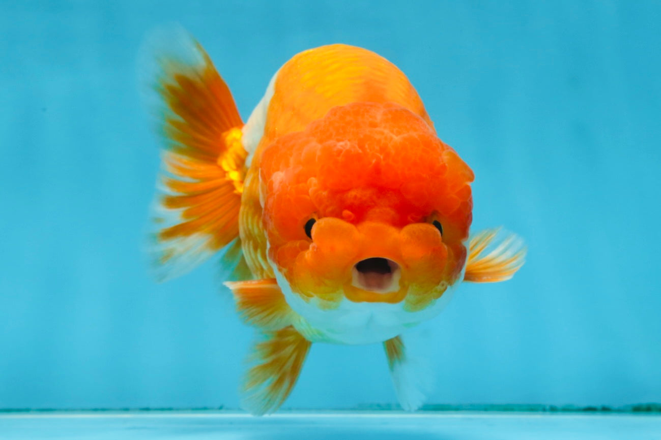 A Grade Red White LionKing 5.5 inches #091925LC_22